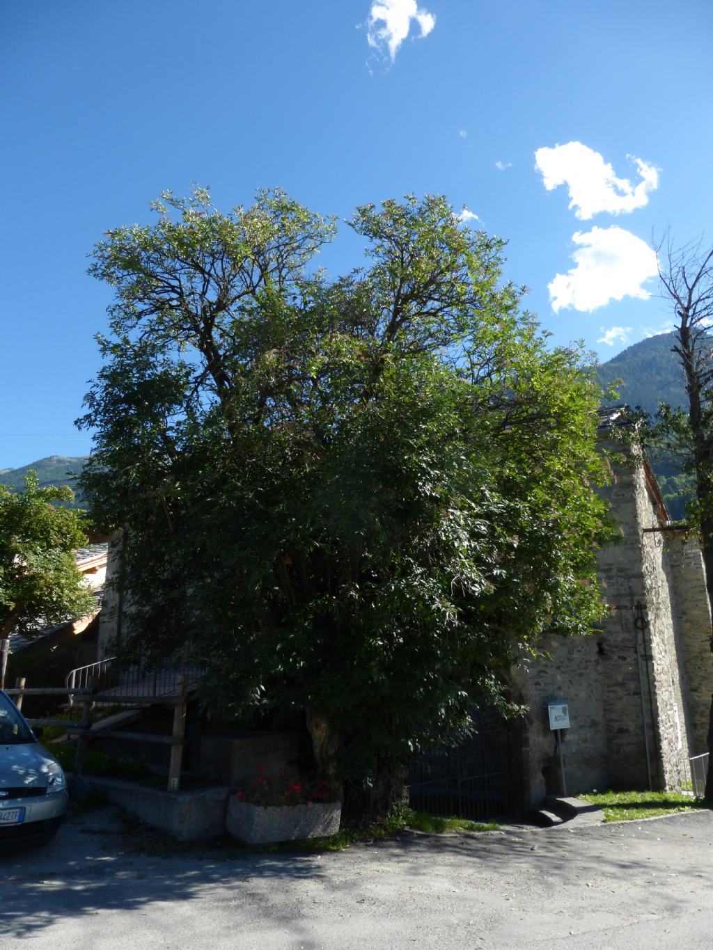 sambuco di 250 anni