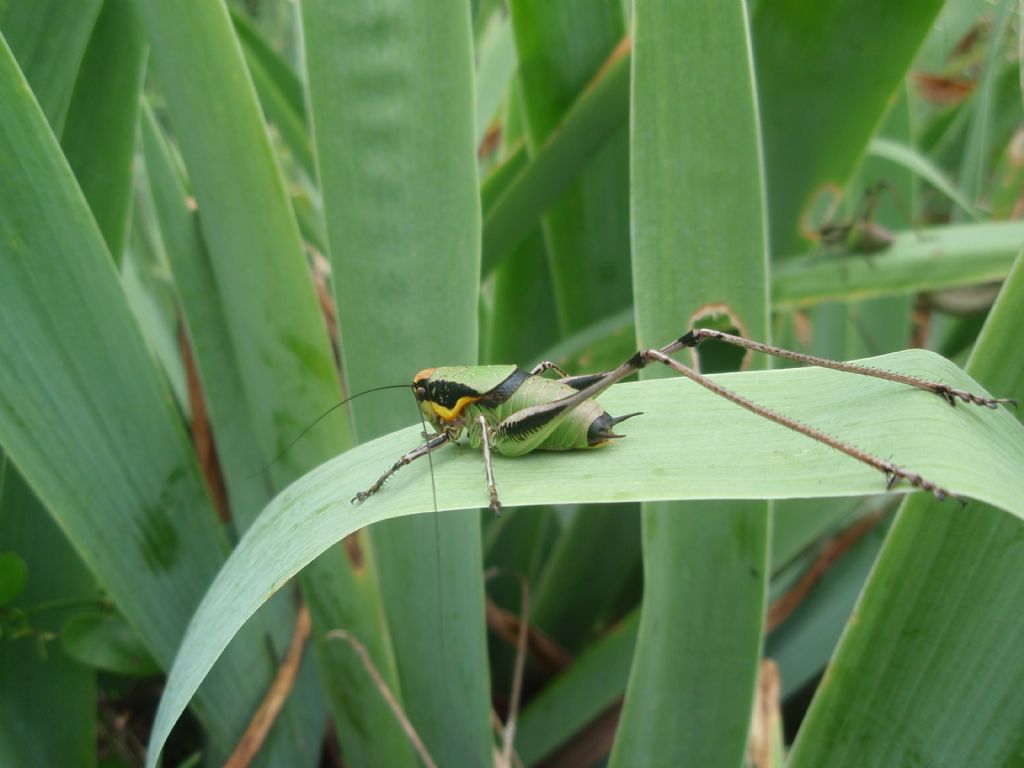 maschio di Eupholidoptera chabrieri