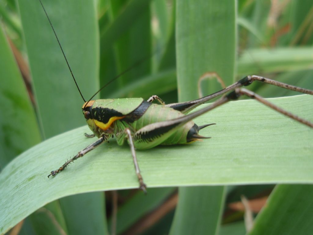 maschio di Eupholidoptera chabrieri