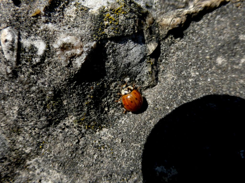 Hippodamia variegata? no, Harmonia axyridis