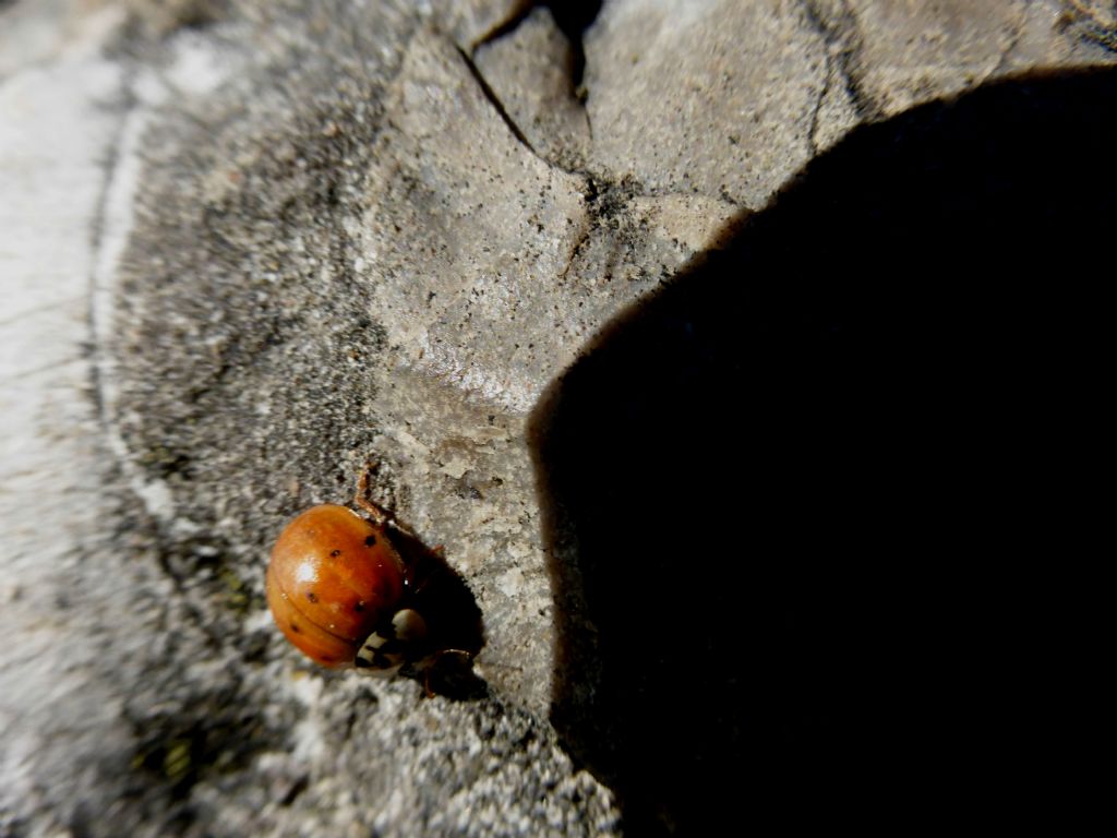 Hippodamia variegata? no, Harmonia axyridis