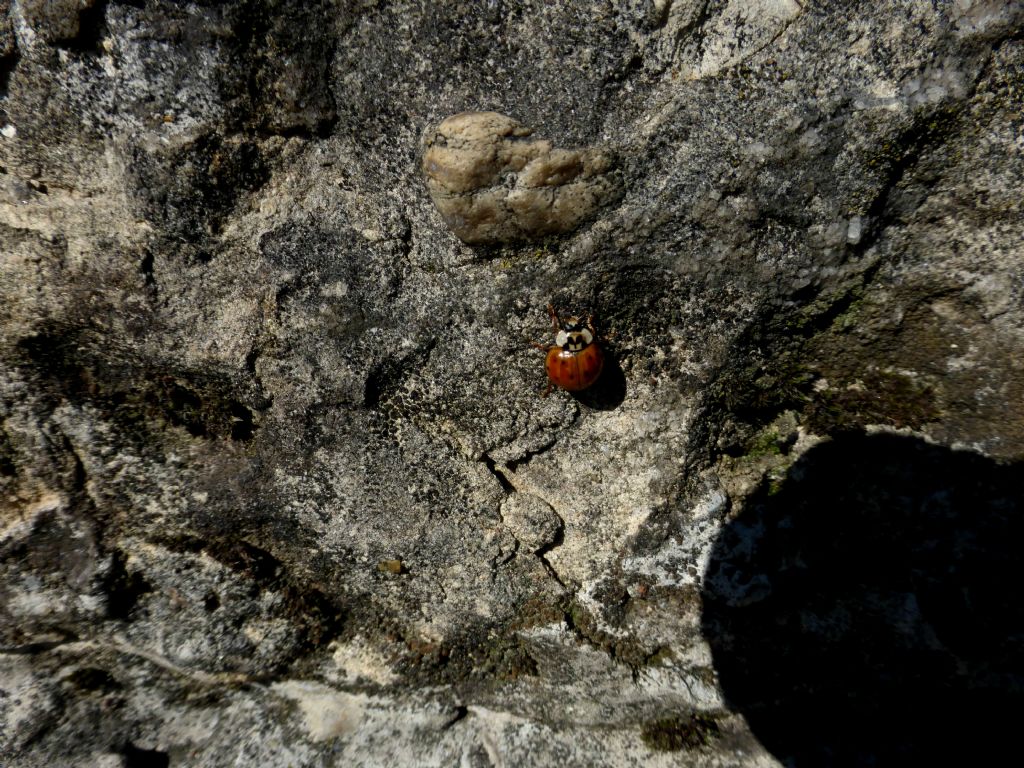 Hippodamia variegata? no, Harmonia axyridis