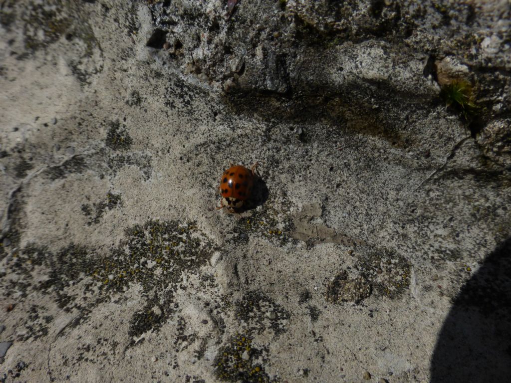 Hippodamia variegata? no, Harmonia axyridis