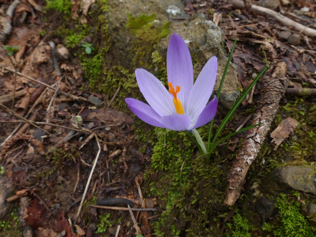 Crocus neglectus / Zafferano negletto