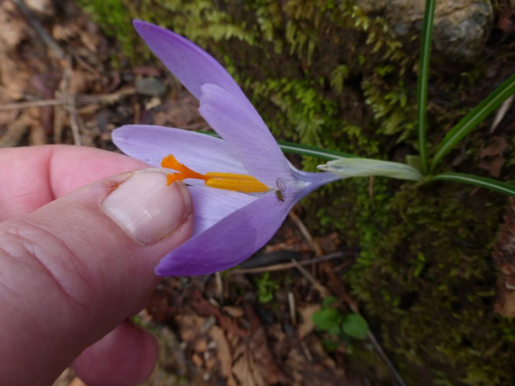 Crocus neglectus / Zafferano negletto