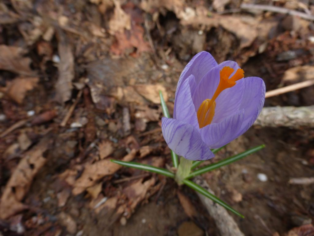 Crocus neglectus / Zafferano negletto