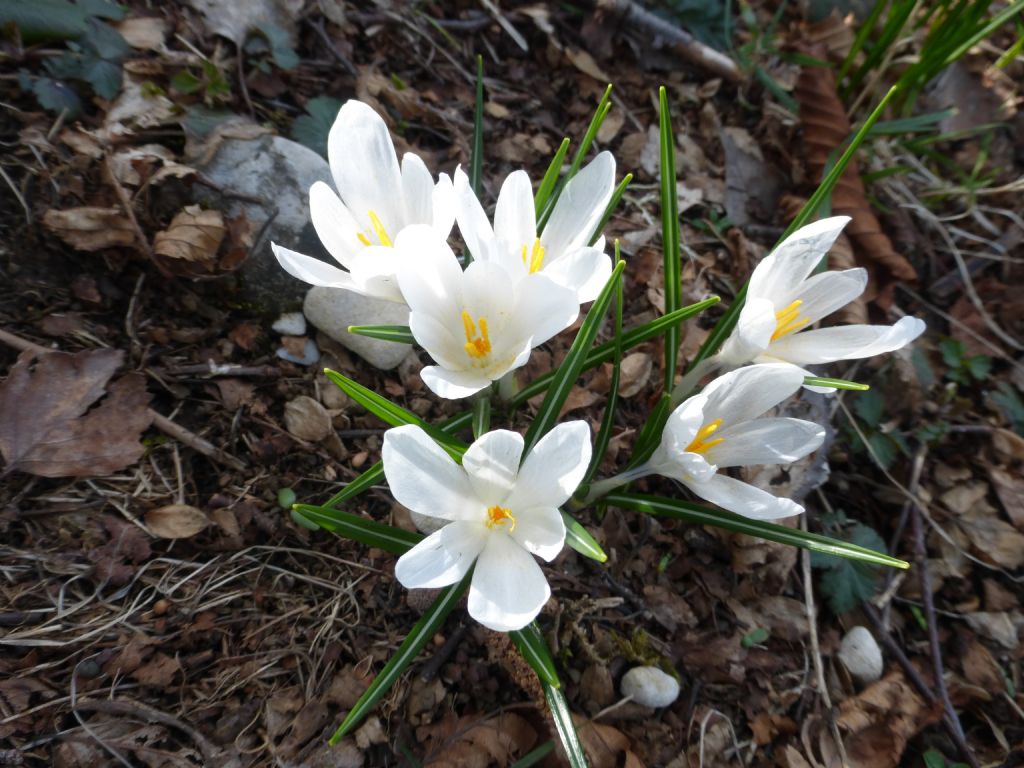 Crocus vernus  / Zafferano alpino