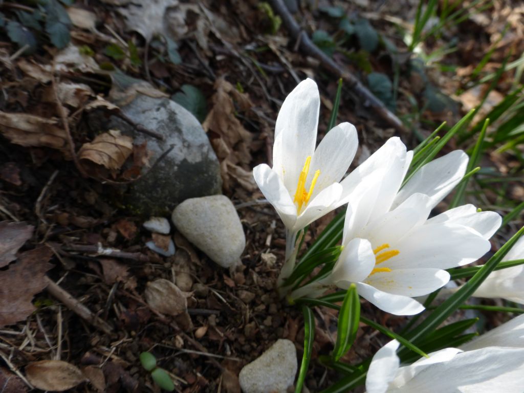 Crocus vernus  / Zafferano alpino