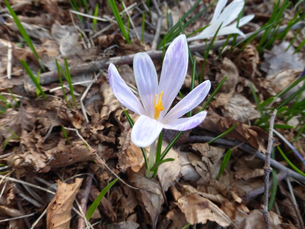 Crocus vernus  / Zafferano alpino