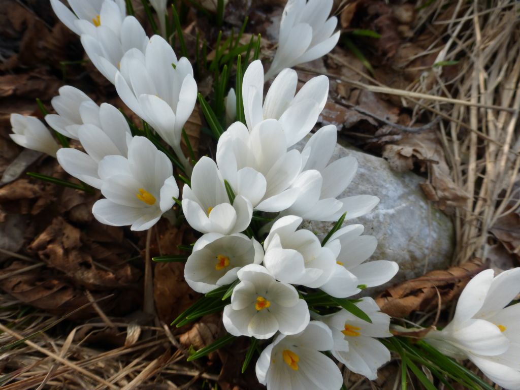 Crocus vernus  / Zafferano alpino