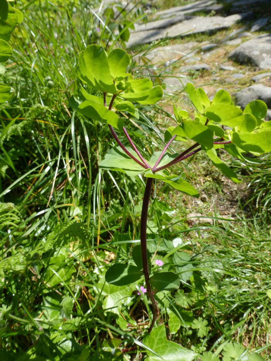 Euphorbia helioscopia L.