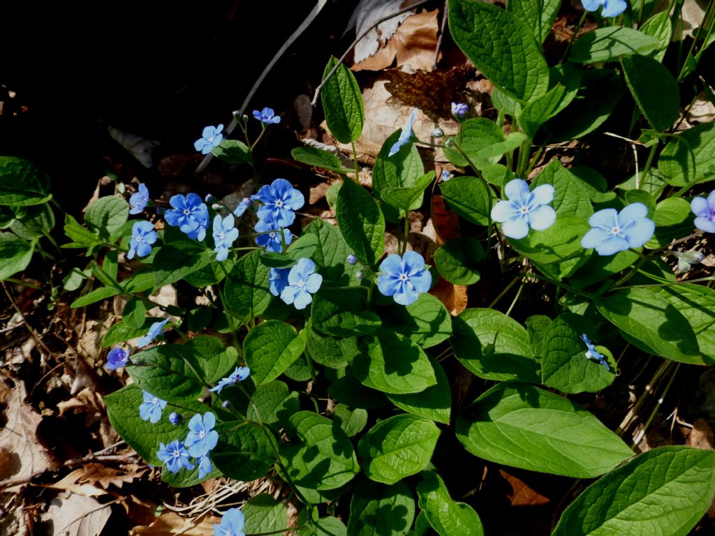 Parco del Beigua - Omphalodes verna