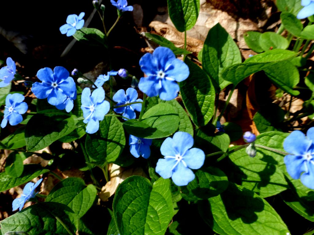 Parco del Beigua - Omphalodes verna