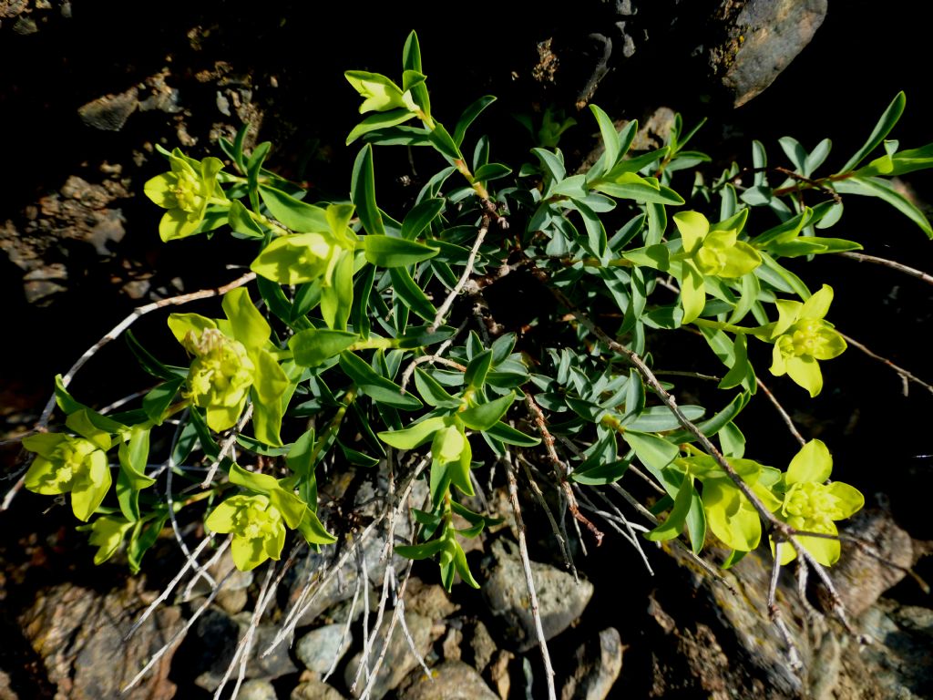 euforbia da determinare