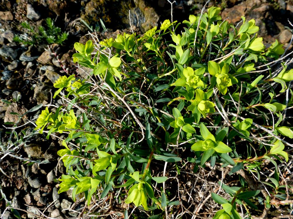 euforbia da determinare