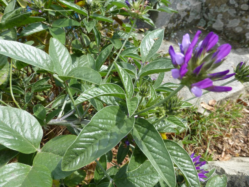 Bituminaria bituminosa / Trifoglio bituminoso