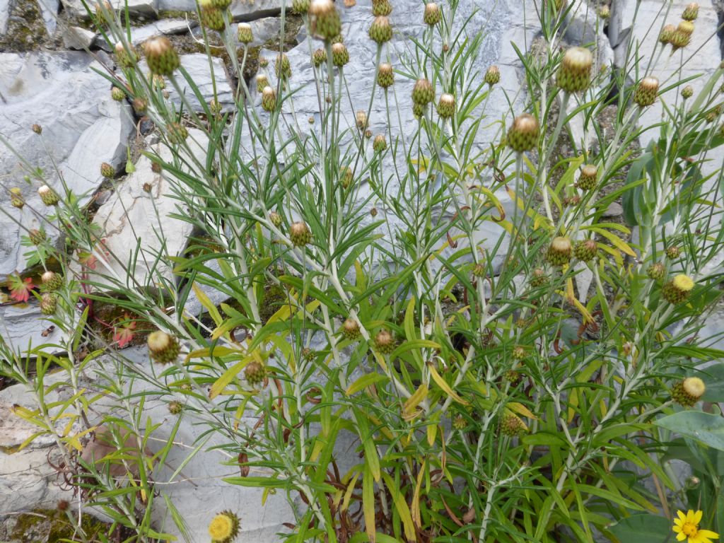 Phagnalon saxatile / Scuderi angustifoglio