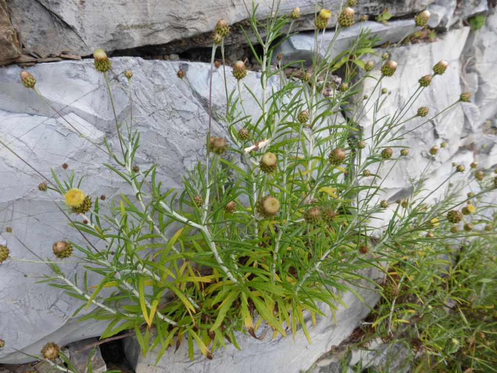 Phagnalon saxatile / Scuderi angustifoglio