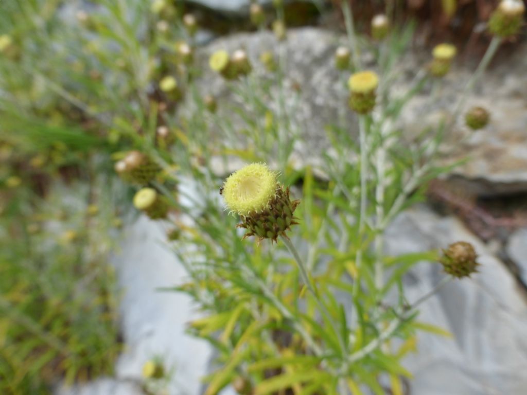 Phagnalon saxatile / Scuderi angustifoglio