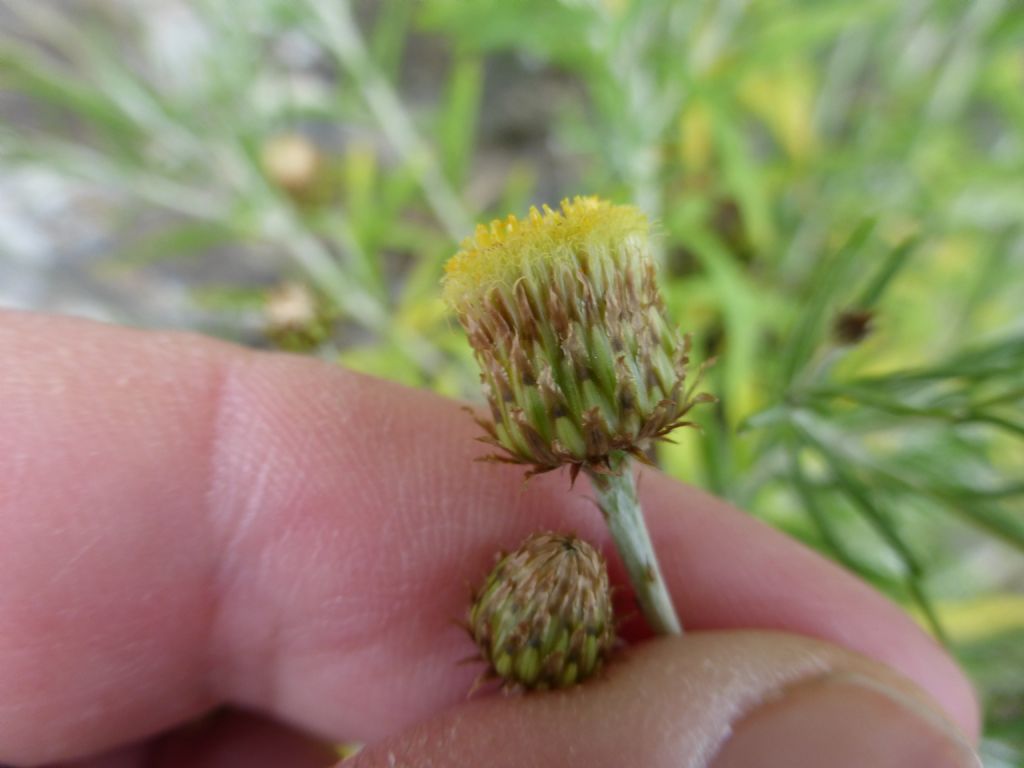 Phagnalon saxatile / Scuderi angustifoglio