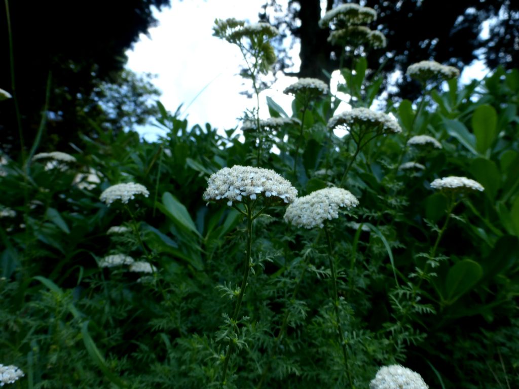 Achillea ligustica