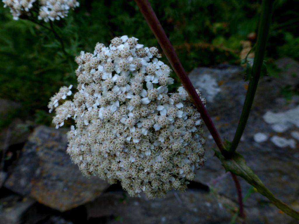 Achillea ligustica