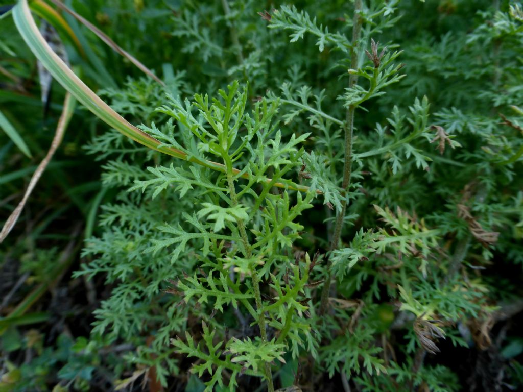 Achillea ligustica