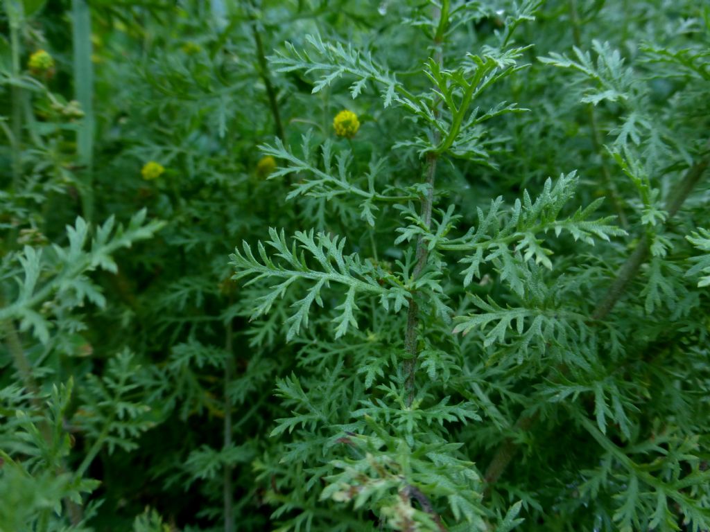 Achillea ligustica