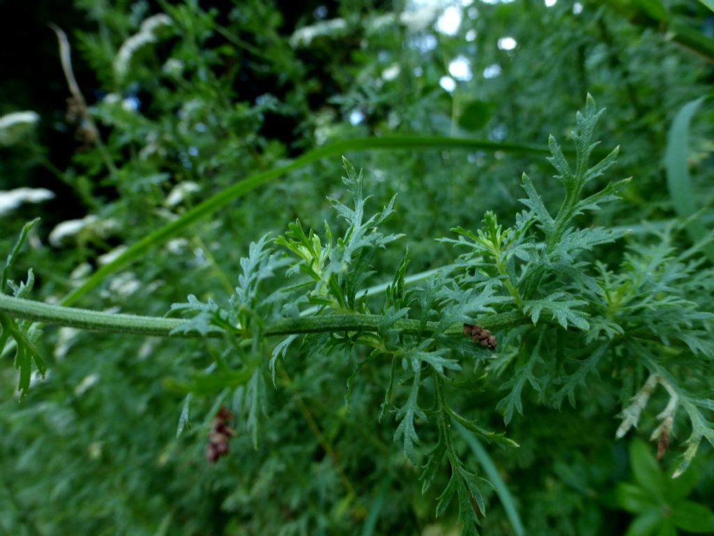 Achillea ligustica