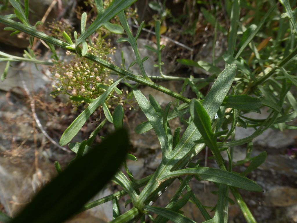 Centaurea aplolepa / Fiordaliso tirreno