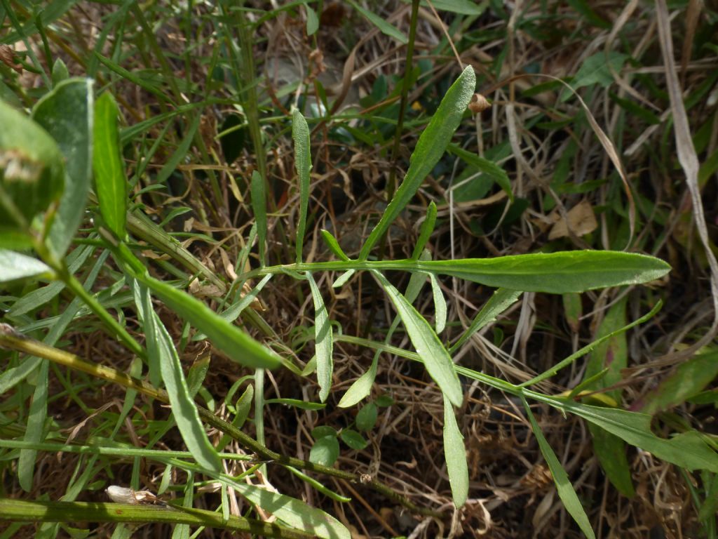 Centaurea aplolepa / Fiordaliso tirreno