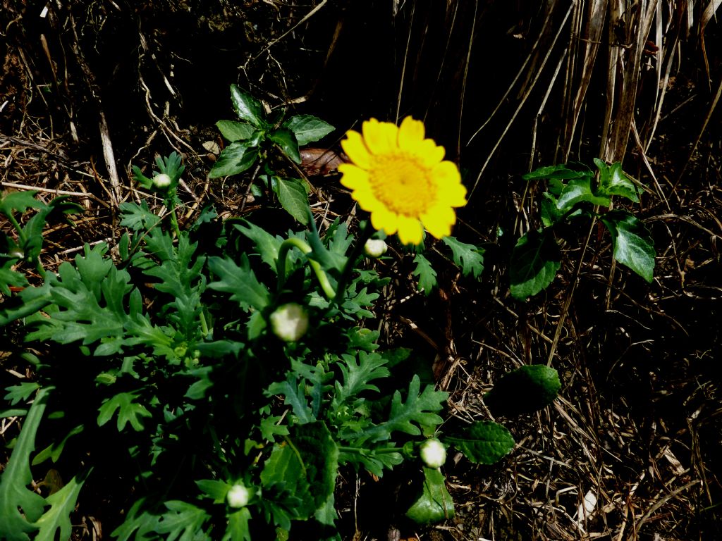 Glebionis segetum / Crisantemo campestre