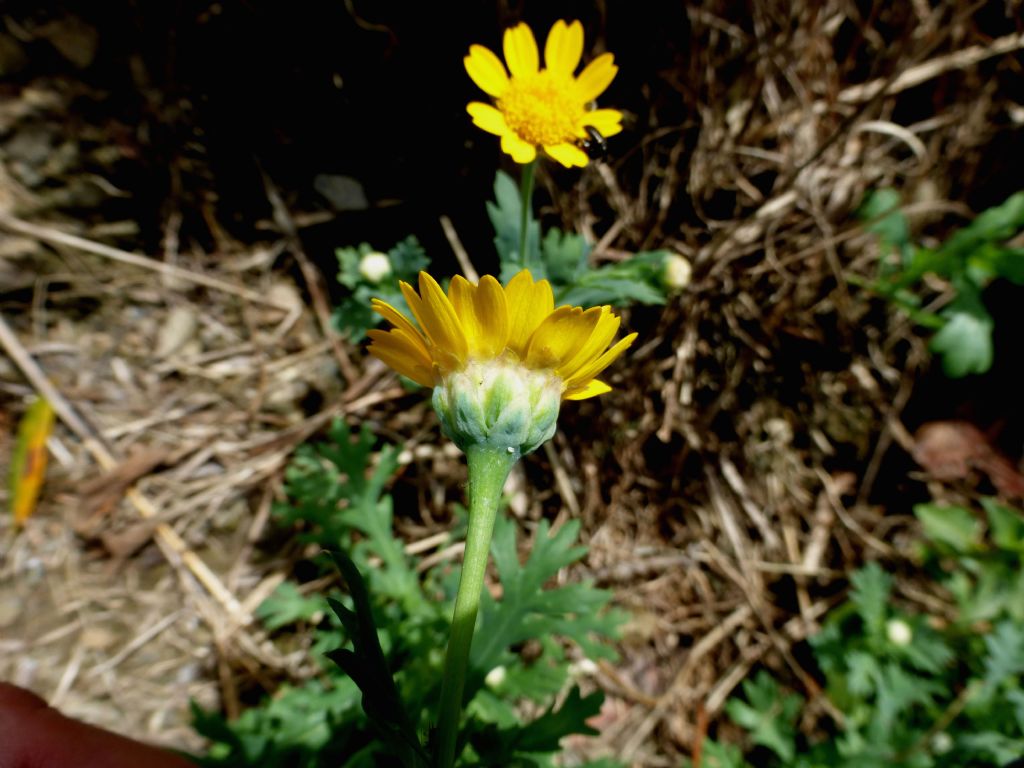 Glebionis segetum / Crisantemo campestre