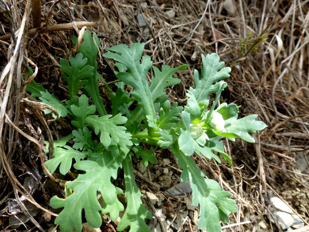 Glebionis segetum / Crisantemo campestre