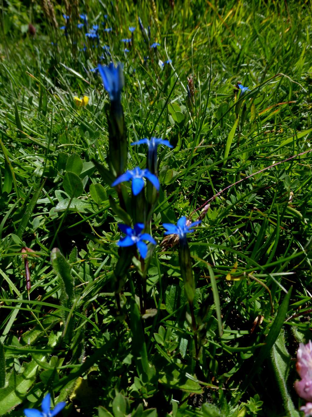 Val Ferret - Gentiana nivalis