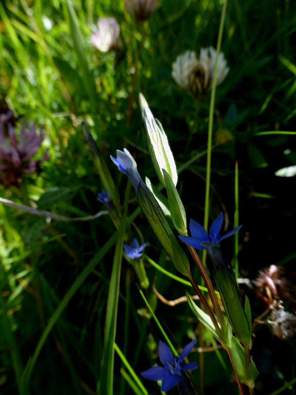Val Ferret - Gentiana nivalis