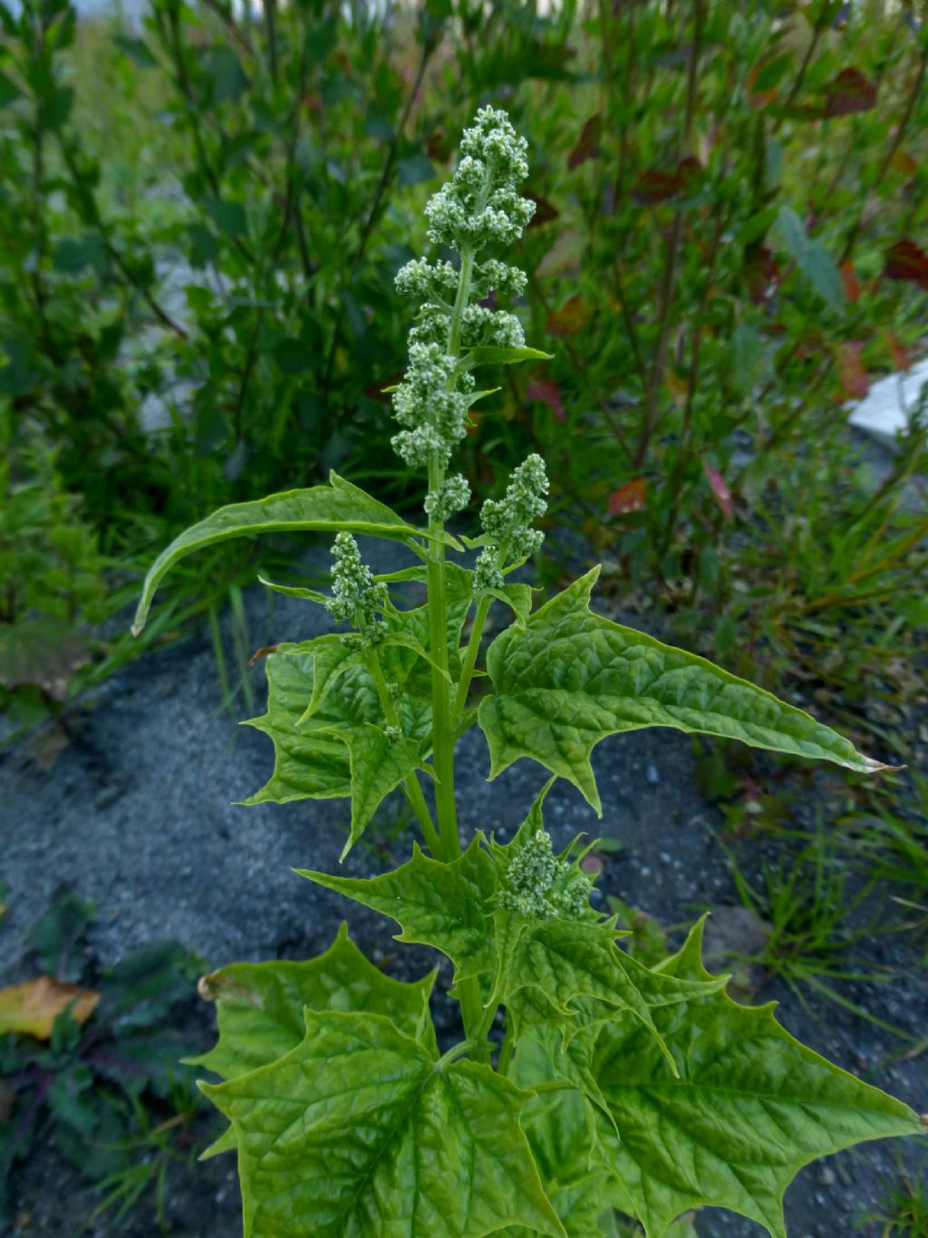 Chenopodiastrum hybridum / Farinello ibrido