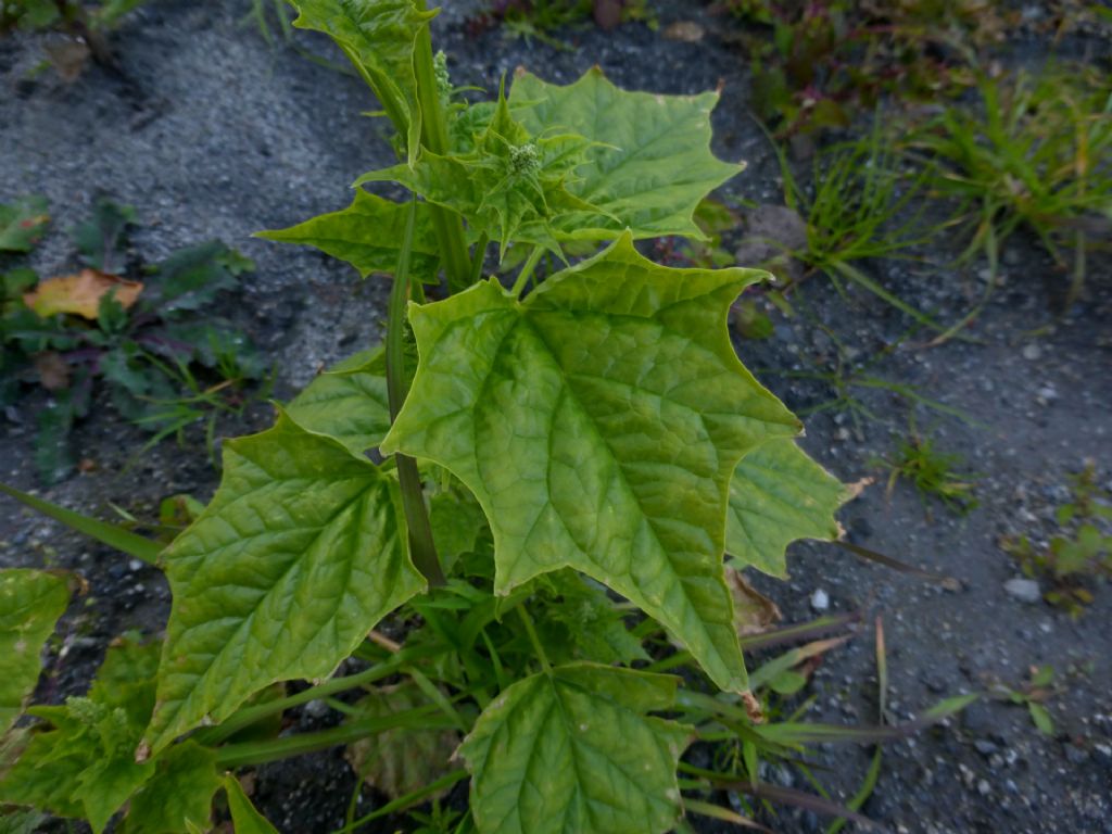 Chenopodiastrum hybridum / Farinello ibrido