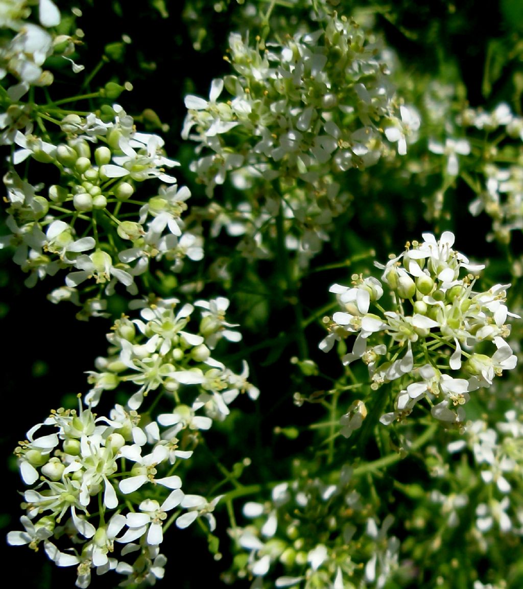 Lepidium draba ( =Cardaria draba) / Cocola, lattona
