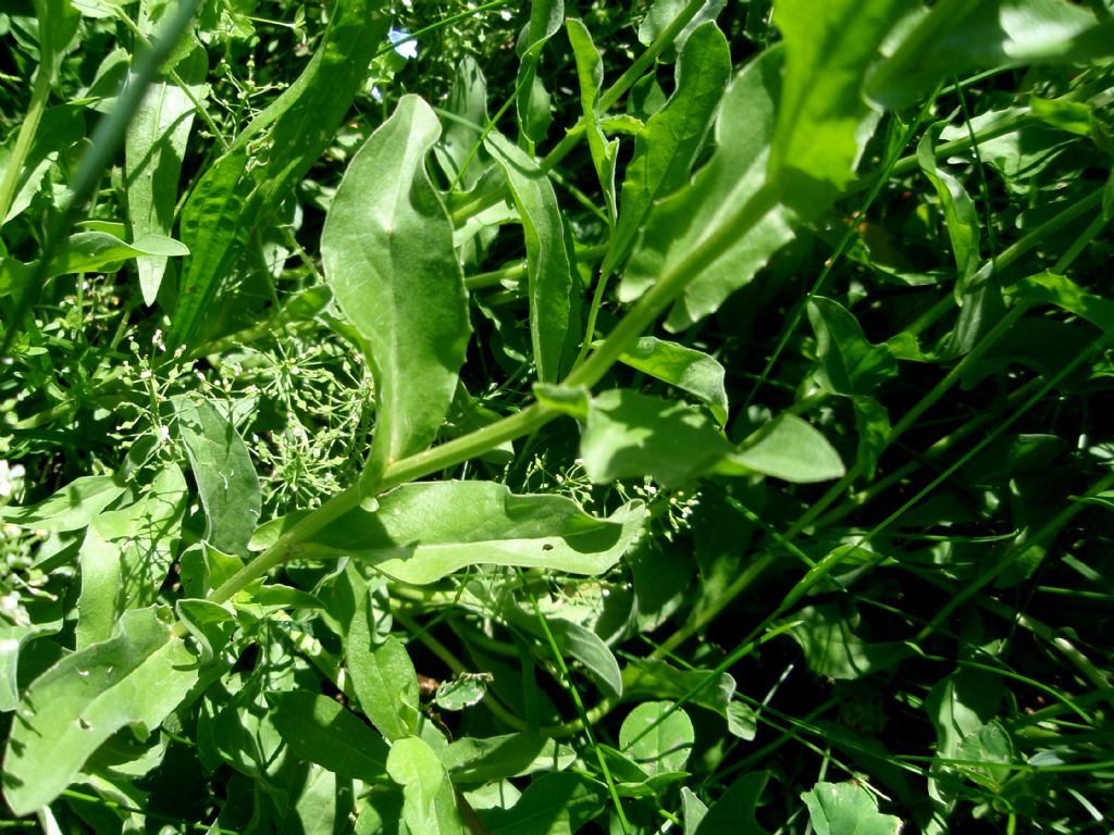 Lepidium draba ( =Cardaria draba) / Cocola, lattona