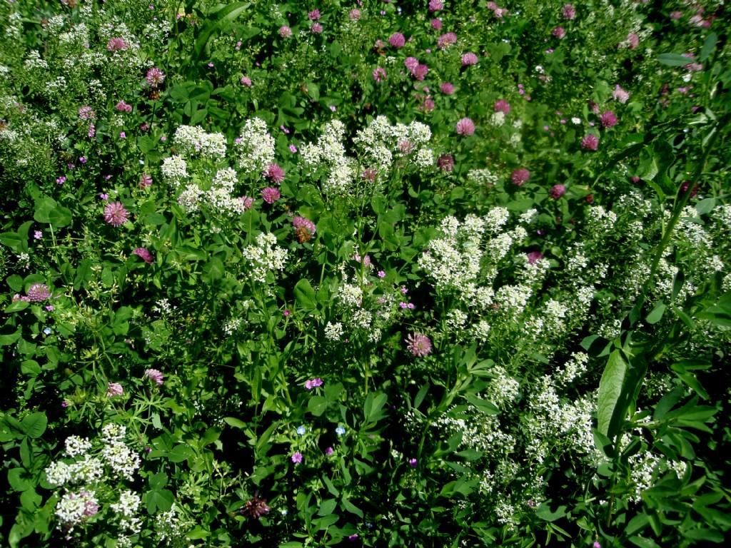 Lepidium draba ( =Cardaria draba) / Cocola, lattona