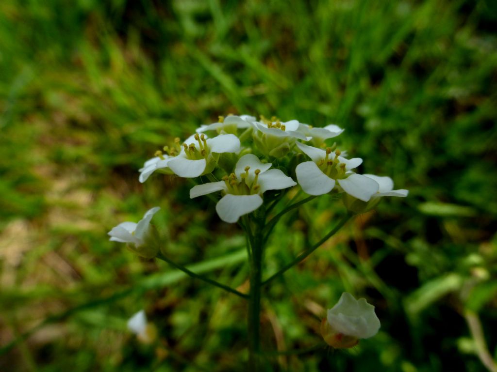 Brassicacea - Calepina irregularis