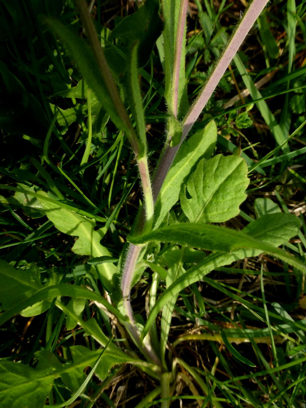 Brassicacea - Calepina irregularis