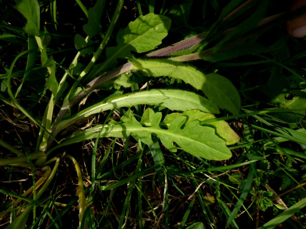 Brassicacea - Calepina irregularis