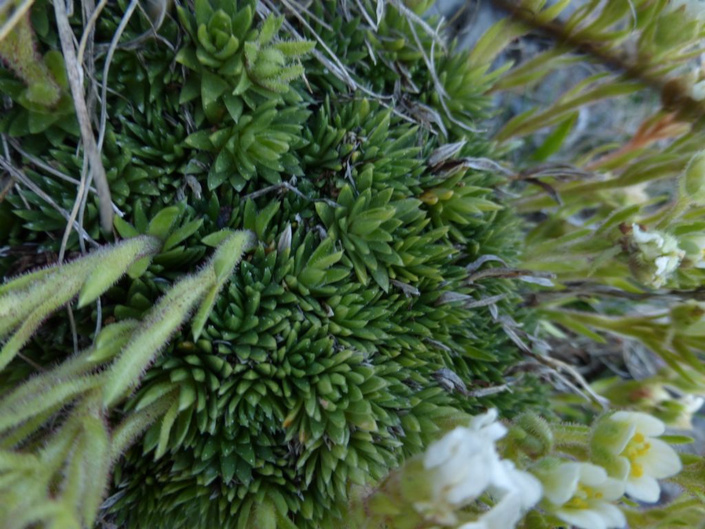 Saxifraga vandellii