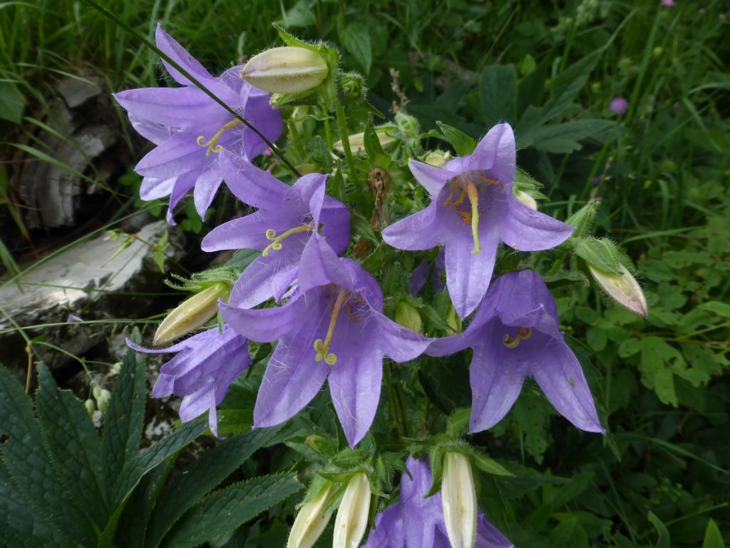 Campanula trachelium / Campanula selvatica
