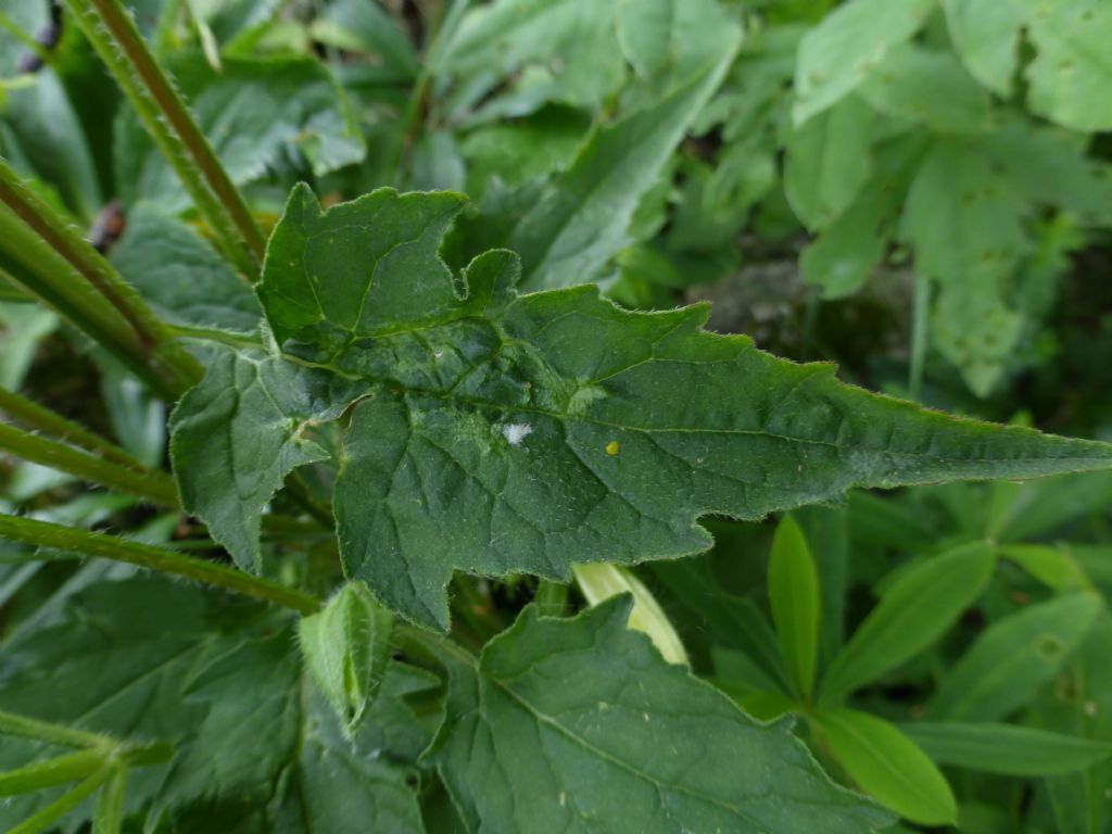 Campanula trachelium / Campanula selvatica