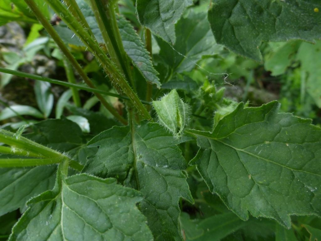 Campanula trachelium / Campanula selvatica