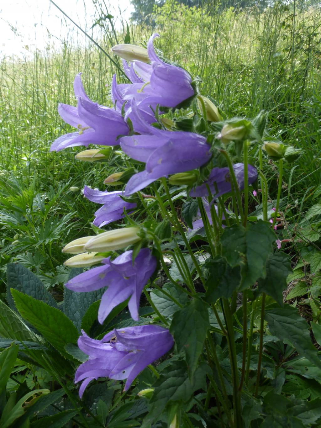 Campanula trachelium / Campanula selvatica