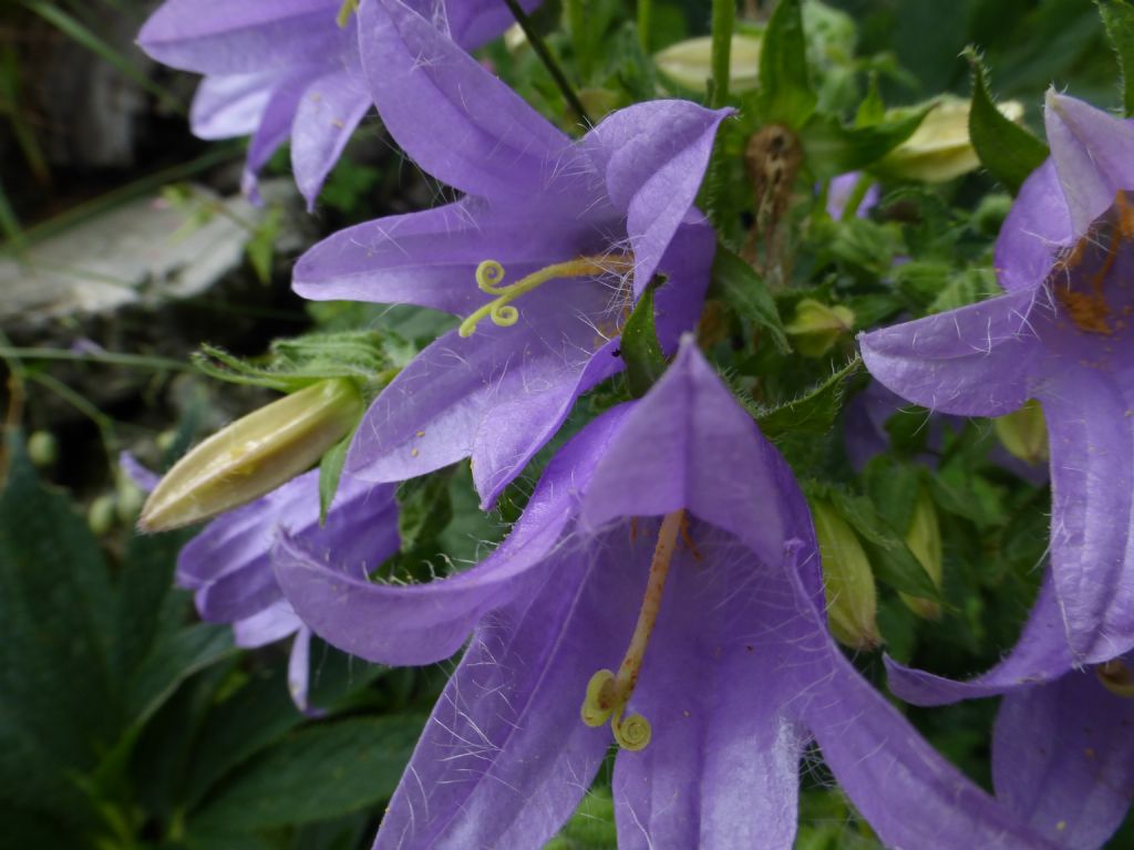 Campanula trachelium / Campanula selvatica